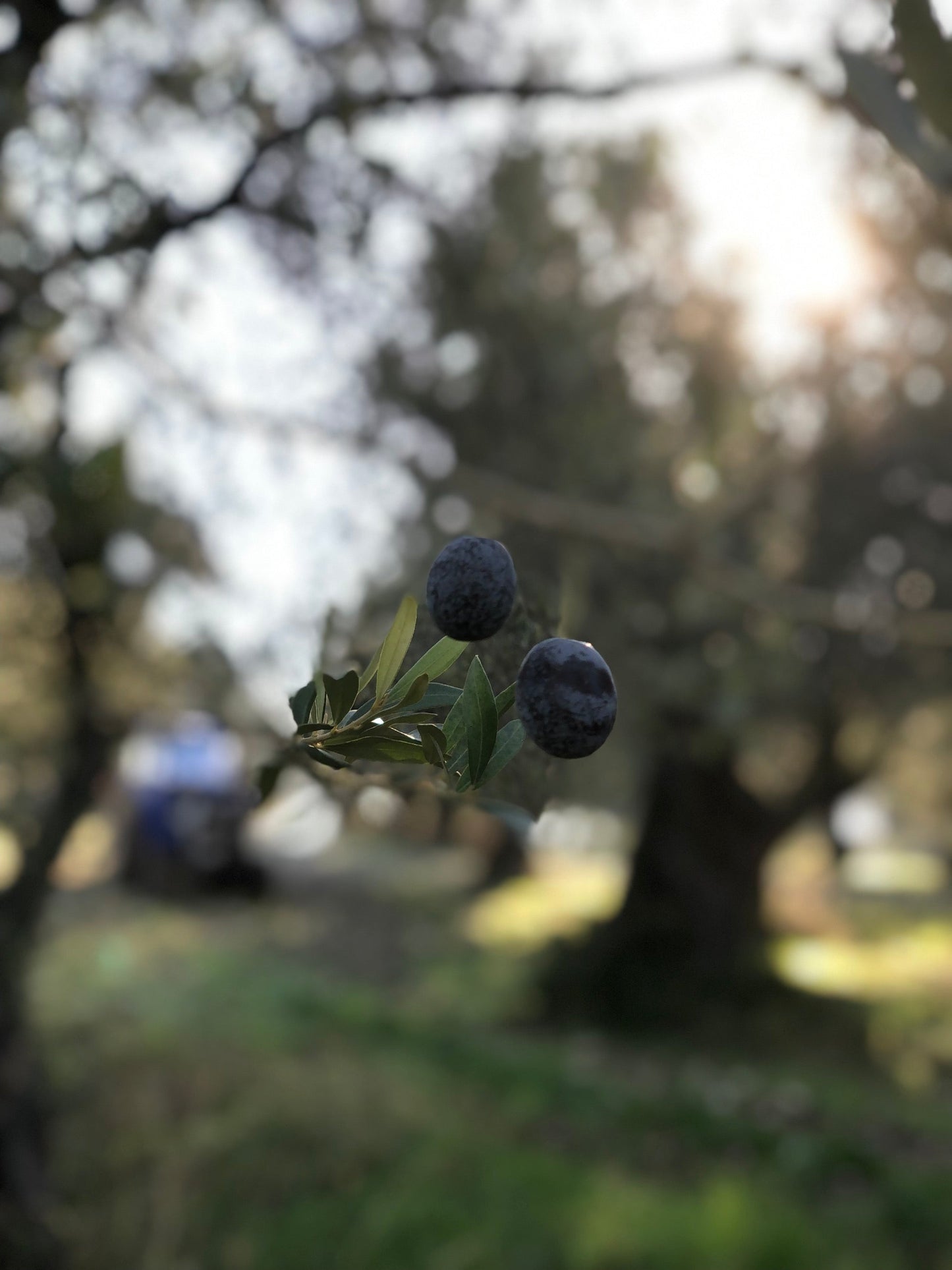 Het geheim van goede olijfolie